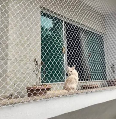 Gato seguro em janela com rede de proteção